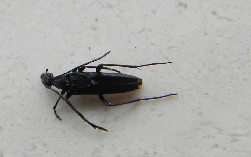 cerambicide 2 - Stenurella nigra